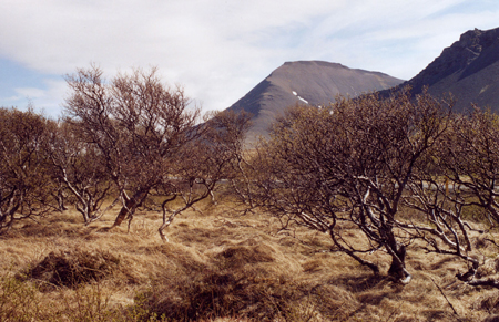 Island_2005_05