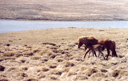 Island_2005_08
