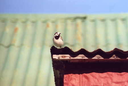 Island_2005_12
