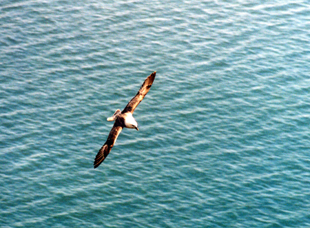 Island_2005_15