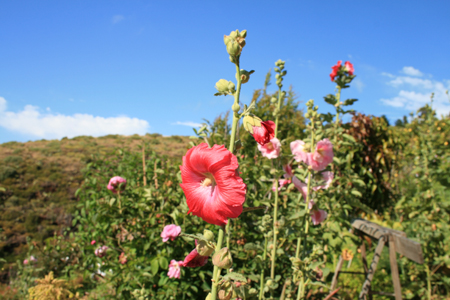 LaPalma_2008_48